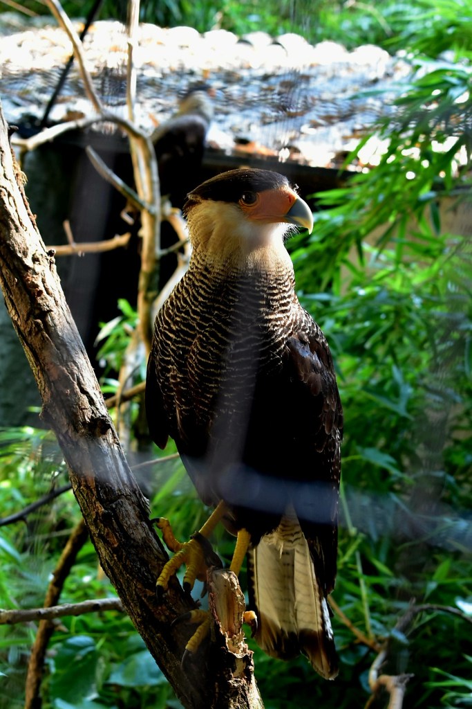 Volatili Oasi Sant'Alessio