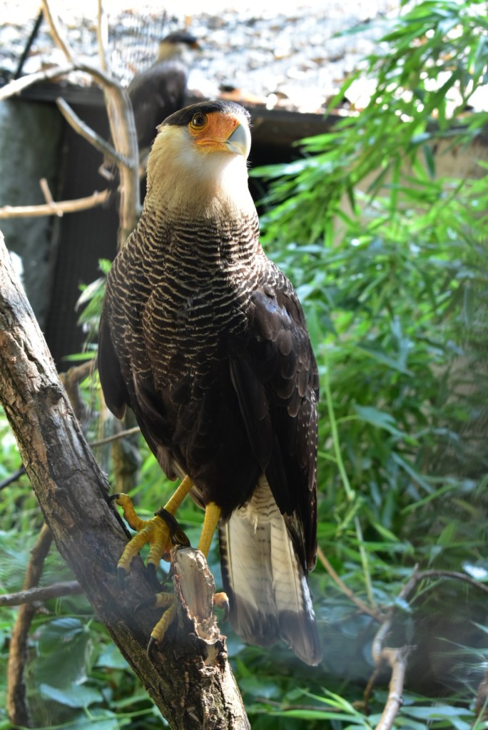 Uccelli Oasi Sant'Alessio