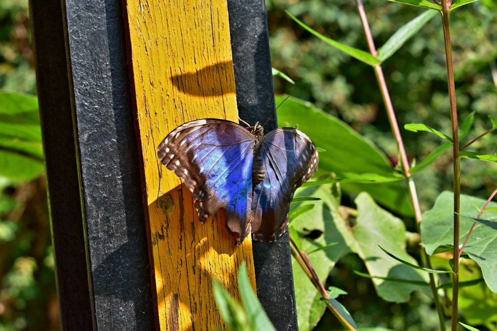 Farfalle Oasi Sant'Alessio