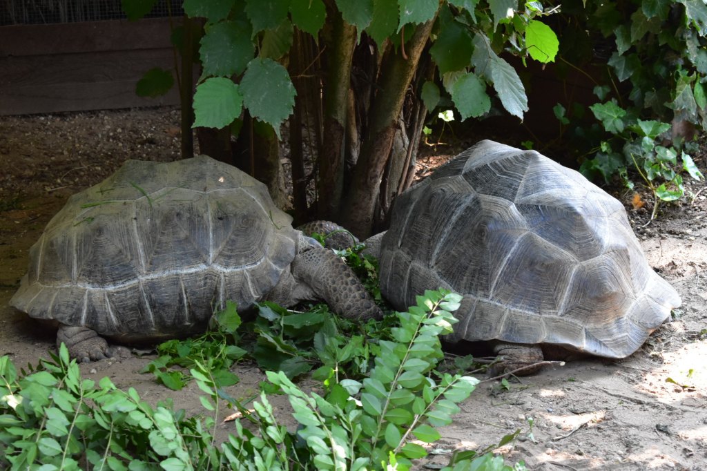 Tartarughe Oasi Sant'Alessio