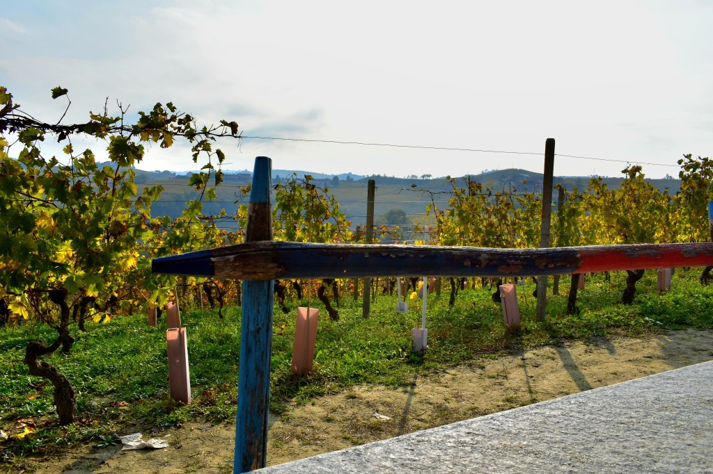 La Vigna dei Pastelli - Coazzolo