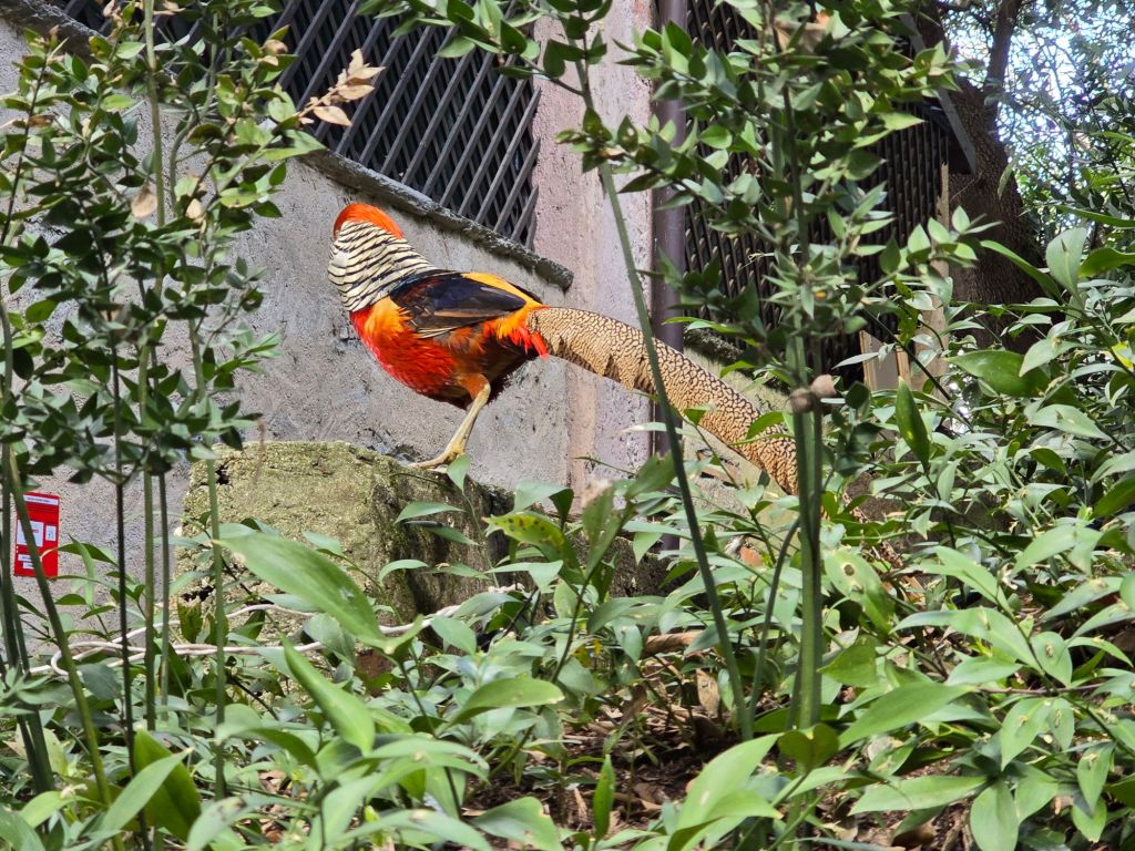 Pavoni sull'isola Madre