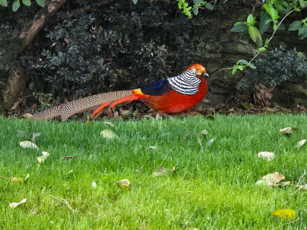 Animali nel parco dell'isola Madre