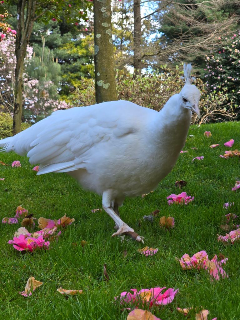 Animali nel parco dell'isola Madre