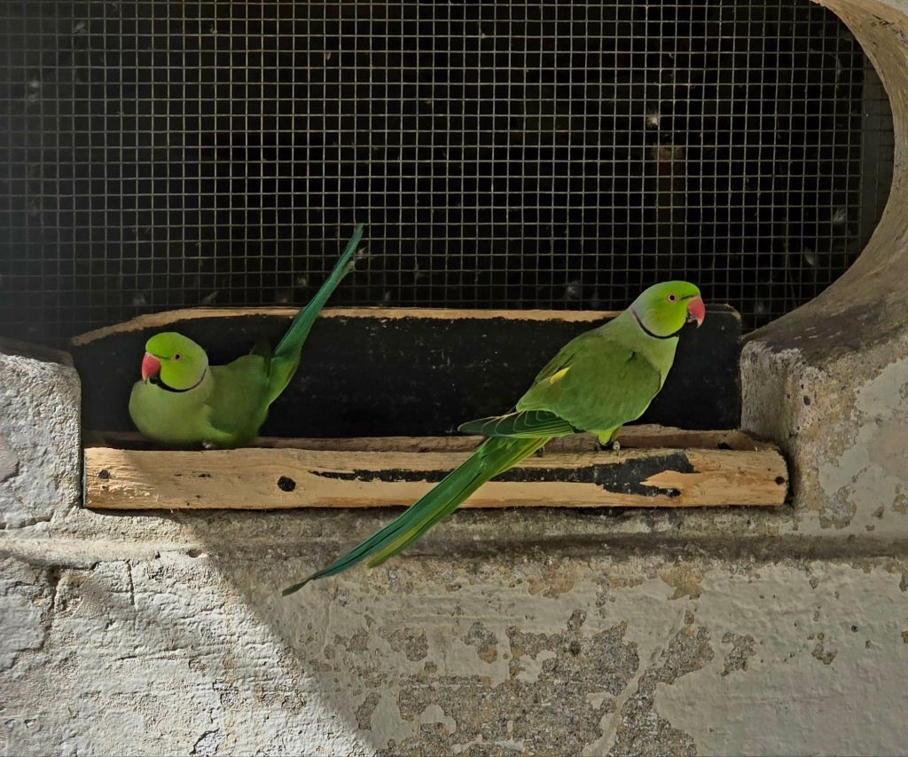 Uccelli sull'isola Madre