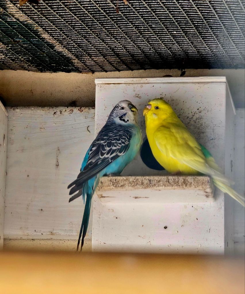 Uccelli sull'isola Madre 