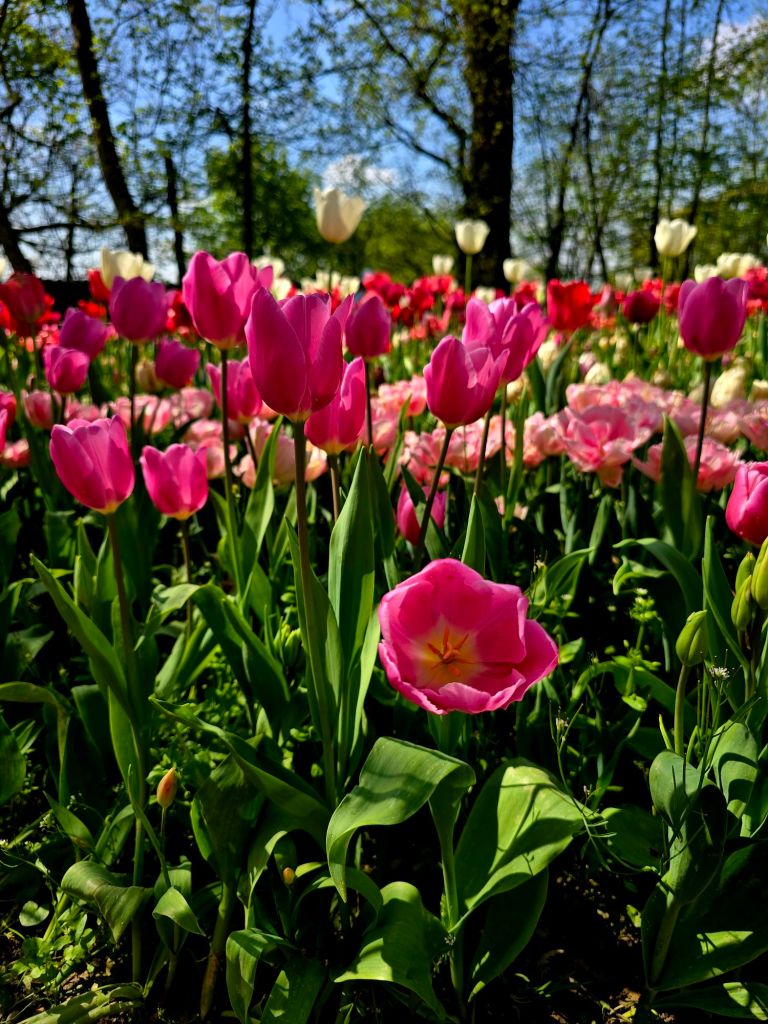 Messer Tulipano - Pralormo