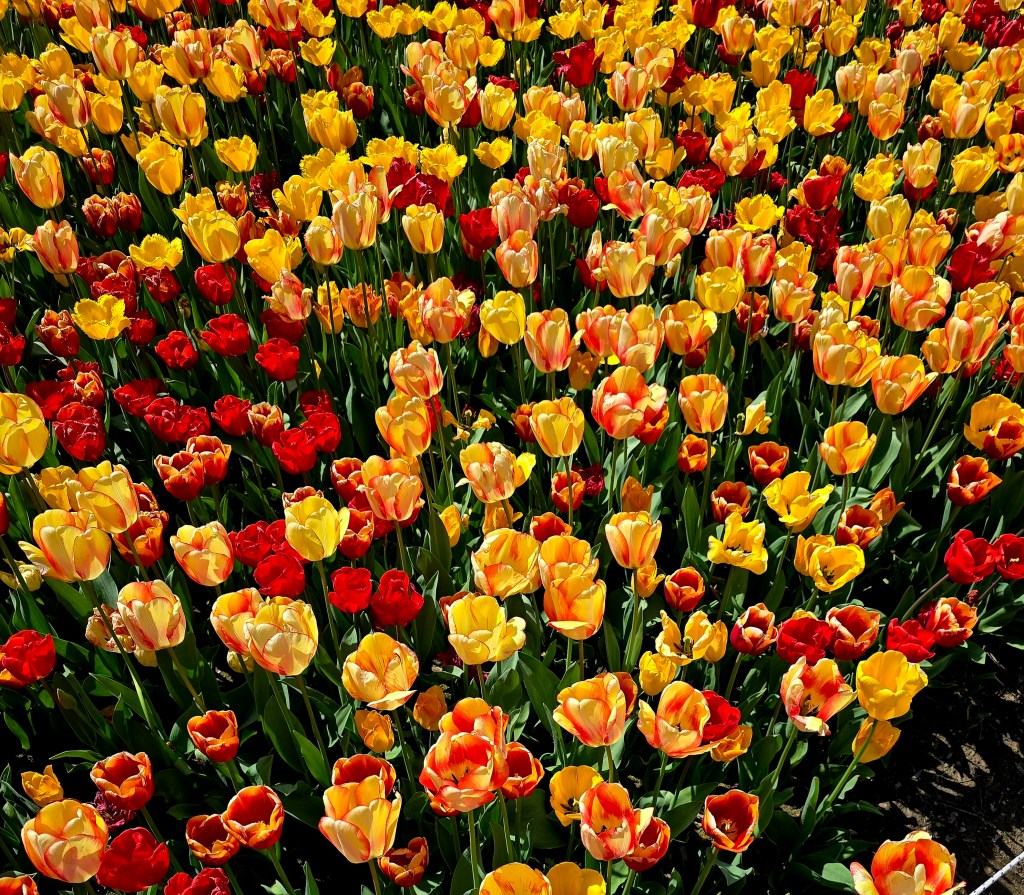 Messer Tulipano a Pralormo | Sposini in&nbsp;viaggio