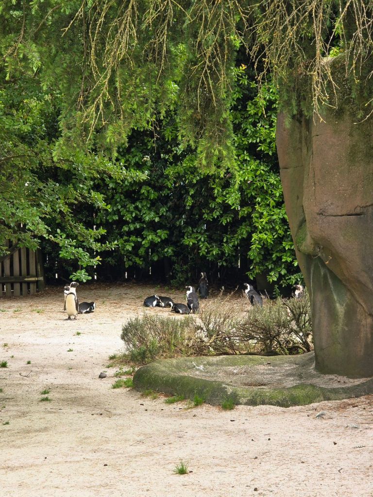 Pinguini allo Zoom di Torino