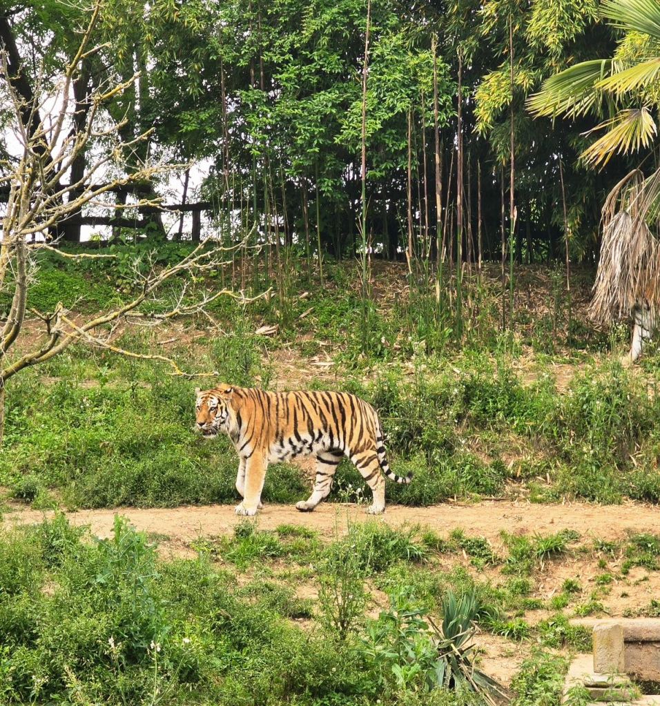 Tigre allo zoom di Torino